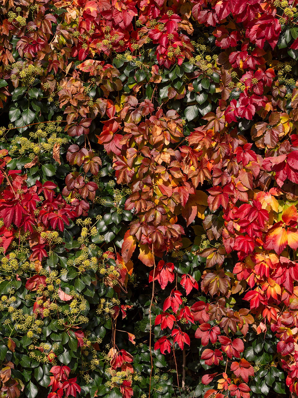 Colorful-Leaves-Verti
