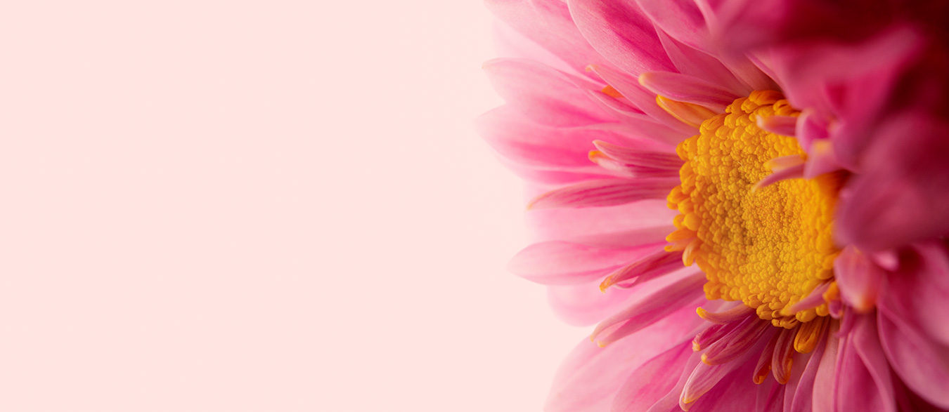 Pink-Flower-Pink-Background